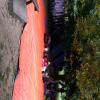 IMG-20140828-WA0009
